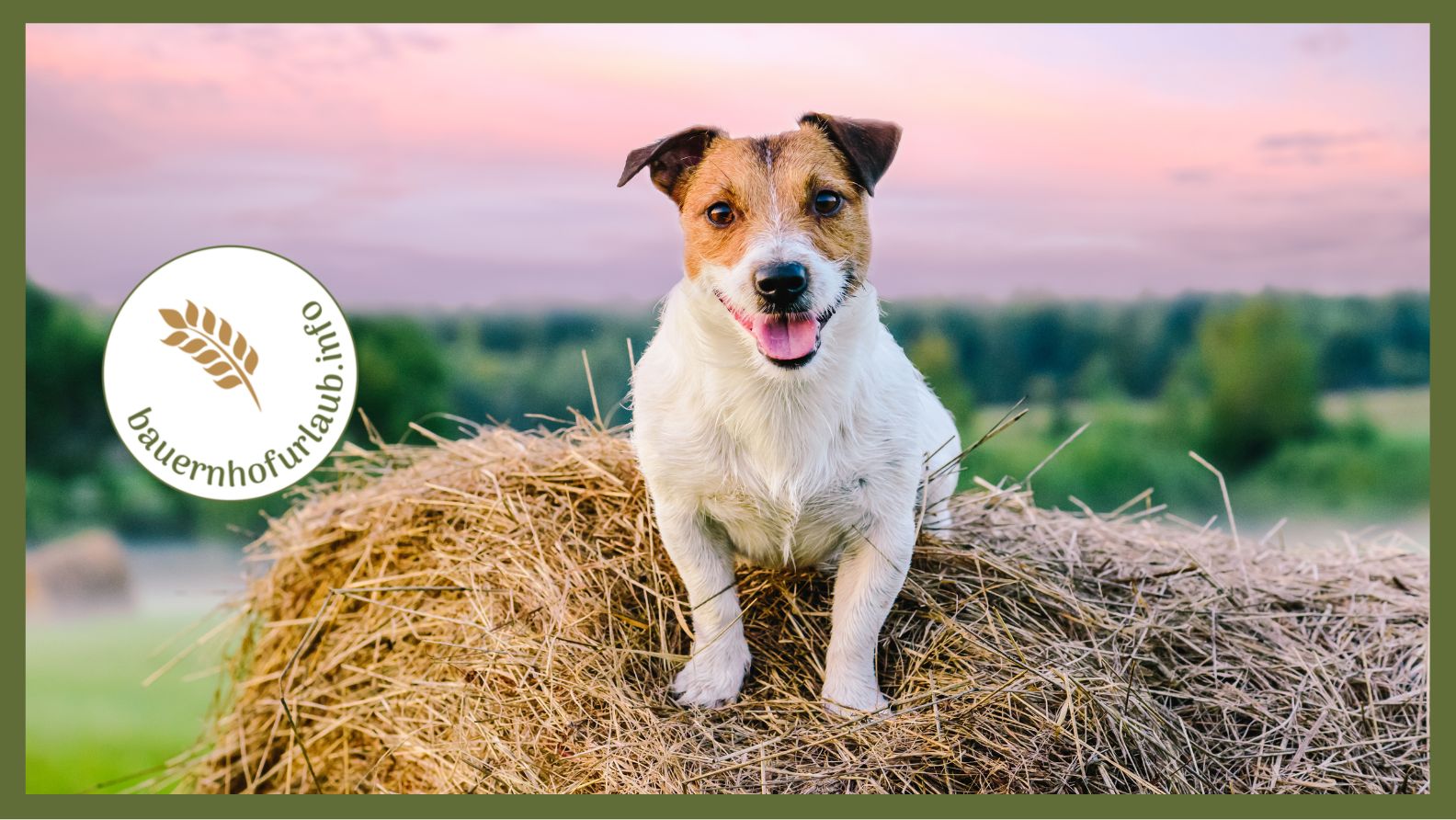 Urlaub ohne Hund - Traum oder Alptraum? - bauernhofurlaub.info