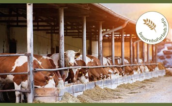 Pericolo! Non spaventare le mucche, altrimenti il ​​latte diventerà acido - bauernhofurlaub.info