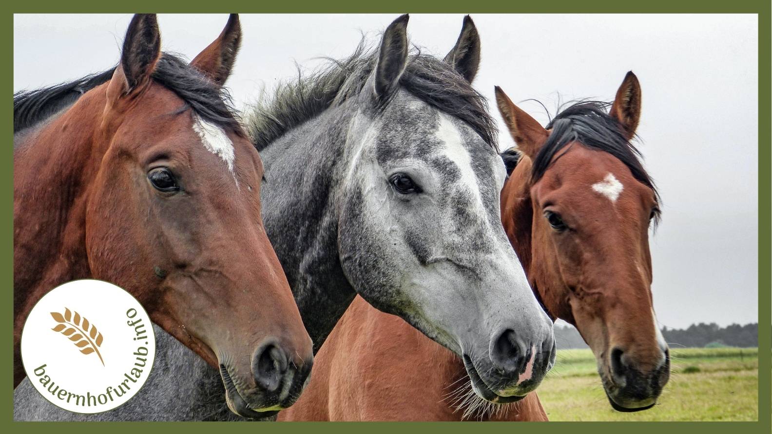 Top 5 Reiterhöfe für unvergessliche Familien‑Reitferien - bauernhofurlaub.info