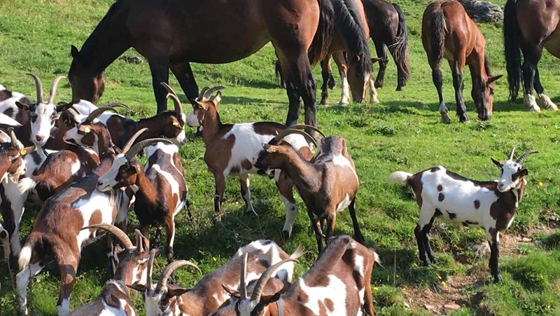 Tauernschecken koze na alpskem pašniku v počitniškem naselju Hasenau