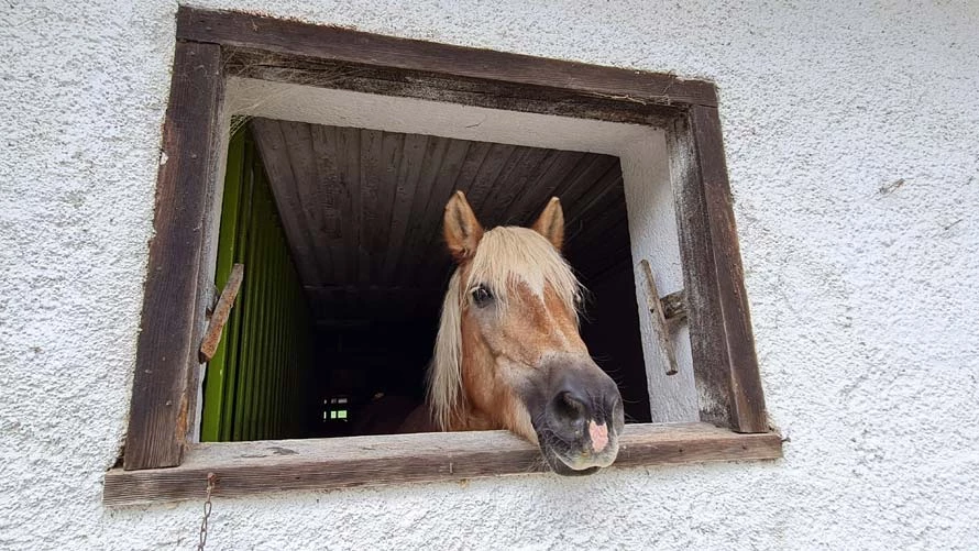 Koňské stáje na Schiefer Adventure Farm
