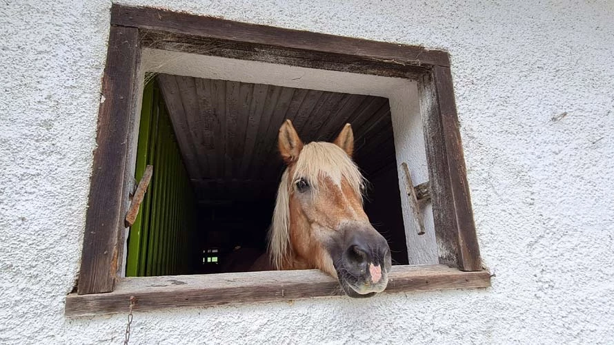 Horse stables at the Schiefer Adventure Farm