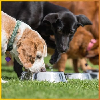 Attrezzatura per cani