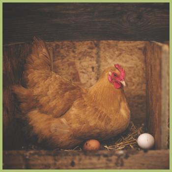 Pollo con uova