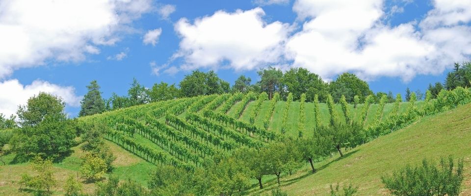 Urlaub am Bauernhof in der Oststeiermark