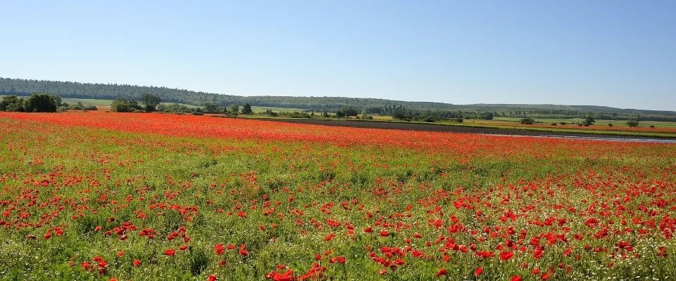 Farm holidays in Burgenland