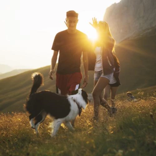 Vacanze con il cane in Alto Adige con prati alpini