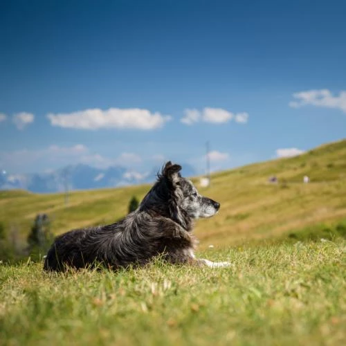 Vacanze con il cane nella Zillertal