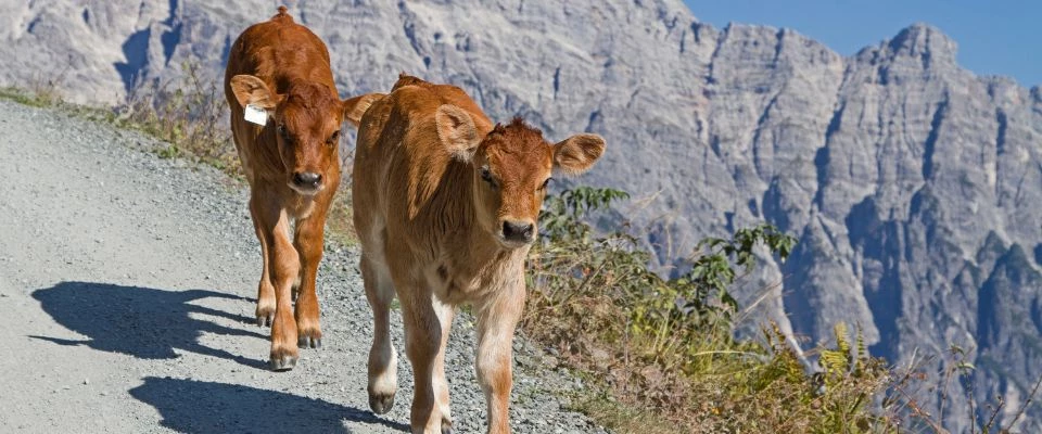 Krave u Pinzgau