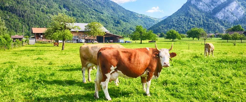 Vacances dans une ferme en Suisse