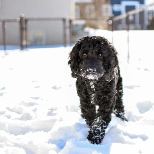 Vacanza invernale con il cane sulla neve