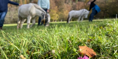 Urlaub auf dem Bauernhof - Mithilfe beim: Tiere füttern - Würflach - Pony Trekking - Büchlhof 