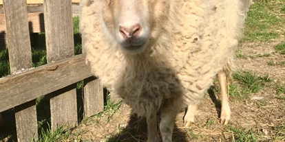 Urlaub auf dem Bauernhof - Mithilfe beim: Tiere füttern - Würflach - Schaf - Büchlhof 