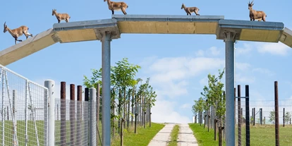 dovolenka na farme - Rakúsko - Einzigartiges Tiererlebenis im Wildpark Hochrieß,
für unsere Urlaubsgäste ist der tägl. Eintritt inkludiert.
Am Bild: Steinockübergang auf 6m Höhe, dieser verbindet die 2 Gehege. - Die Hochrieß