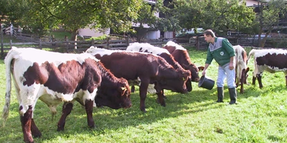 Urlaub auf dem Bauernhof - Mithilfe beim: Tiere pflegen - Unterzmöln - Unsere Pinzgauer-Kühe auf der Wiese - Bio-Bauernhof Auernig