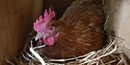 Urlaub auf dem Bauernhof - Stromanschluss: für E-Autos - Österreich - Eier holen bei den Hennen - Bio-Bauernhof Auernig