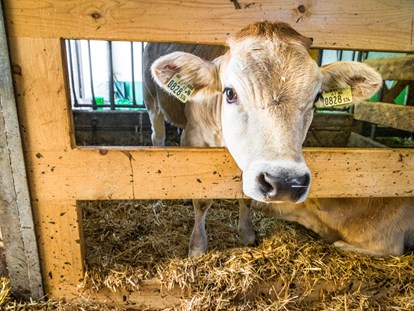 Urlaub auf dem Bauernhof - Tiere am Hof: Kühe - Embach (Lend) - Bauernbräugut
