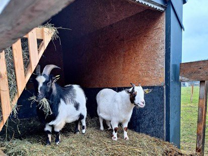 vacanza in fattoria - Tiere am Hof: Hühner - Franking - Bauernbräugut