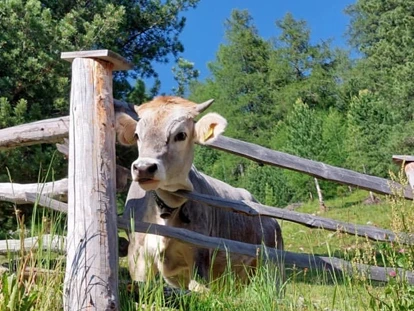 vakantie op de boerderij - Mithilfe beim: Melken - Trentino-Zuid-Tirol - Biohof Kofler