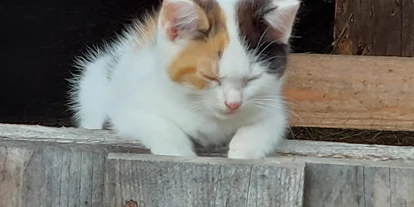 Urlaub auf dem Bauernhof - Jahreszeit: Frühlings-Urlaub - Lindau (Gaflenz) - Unsere  verspielten Katzen - Bauernhof Waira