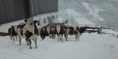 Urlaub auf dem Bauernhof - Tiere am Hof: Ponys - Neuseß - Bio Bauernhof Oberbenk