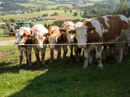 Urlaub auf dem Bauernhof - Tiere am Hof: Hühner - Eisbach - Promschhof Ferienhaus