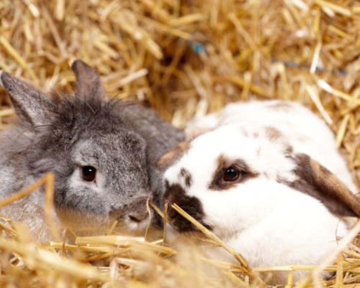 vacances à la ferme - nawu apartments_Uraub_am_Bauernhof_Hasen - nawu apartments**** & Restaurant, die neue Leichtigkeit des Urlaubs