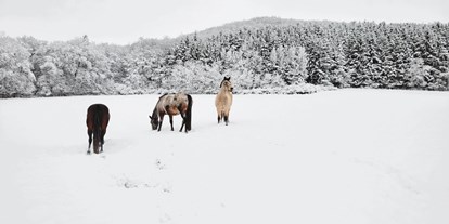Urlaub auf dem Bauernhof - Tiere am Hof: Ponys - Deutschland - Landgut Pfauenhof