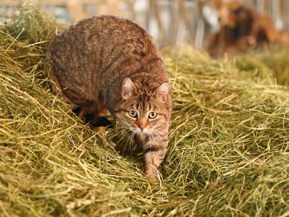 Urlaub auf dem Bauernhof - Tiere am Hof: Katzen - Hofkatze Kralli freut sich immer über Streicheleinheiten. - Ferienhof Landerleben