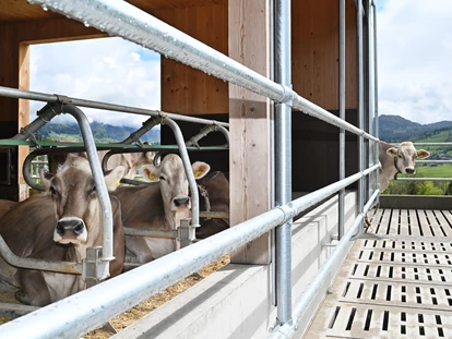 počitnice na kmetiji - Umgebung: Urlaub in den Feldern - Kißlegg - Auch unsere Kühe genießen die Aussicht und die frische Luft! - Ferienhof Landerleben