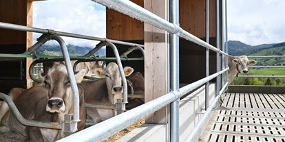 Urlaub auf dem Bauernhof - Skifahren - PLZ 6708 (Österreich) - Auch unsere Kühe genießen die Aussicht und die frische Luft! - Ferienhof Landerleben