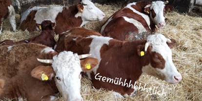Urlaub auf dem Bauernhof - Tiere am Hof: Kühe - Rheinland-Pfalz - Lenspacherhof 