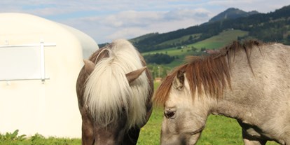 vacation on the farm - Tiere am Hof: Ponys - Altusried - Gästehaus Müller