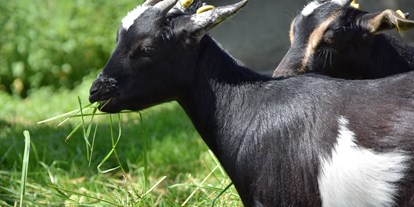 vacanza in fattoria - Art der Landwirtschaft: Tierhaltung - Buchenberg (Landkreis Oberallgäu) - Unsere Ziegen - Ferienhof Frei