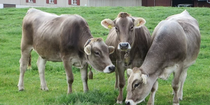 Urlaub auf dem Bauernhof - Fahrzeuge: Güllefass - Deggenhausertal - Unsere Kühe - Ferienhof Frei
