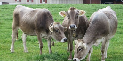 Urlaub auf dem Bauernhof - Bio-Bauernhof - Baden-Württemberg - Unsere Kühe - Ferienhof Frei