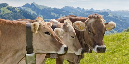 vacanza in fattoria - Tiere am Hof: Kühe - Missen-Wilhams - so schön ist das Allgäu - Veiter-Hof