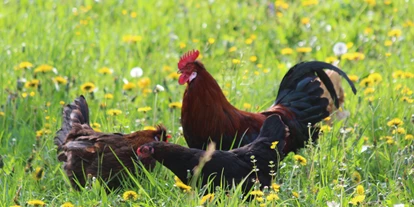 Urlaub auf dem Bauernhof - Mithilfe beim: Tiere füttern - Weißpyhra - Hahn und Hennen auf der Blumenwiese - Biohof Lueg