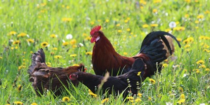 Urlaub auf dem Bauernhof - Oberdörfl (Oberndorf an der Melk) - Hahn und Hennen auf der Blumenwiese - Biohof Lueg
