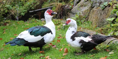 Urlaub auf dem Bauernhof - Mithilfe beim: Tiere füttern - Weißpyhra - Entenpaar - Biohof Lueg