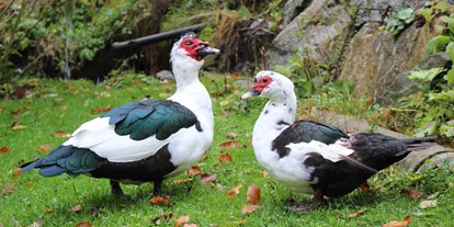 Urlaub auf dem Bauernhof - Tiere am Hof: Hühner - Windhag (Waidhofen an der Ybbs) - Entenpaar - Biohof Lueg