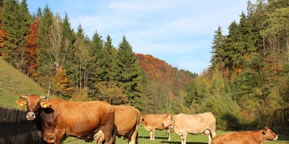 Urlaub auf dem Bauernhof - erreichbar mit: Bahn - Kehrbach (Münichreith-Laimbach) - Murbodner Kühe auf der Herbstweide - Biohof Lueg