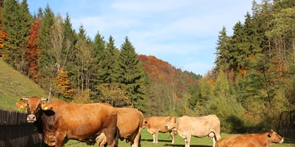 vakantie op de boerderij - Umgebung: Urlaub in den Wäldern - Tradigistgegend - Murbodner Kühe auf der Herbstweide - Biohof Lueg