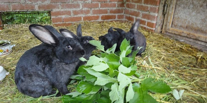 Urlaub auf dem Bauernhof - Mithilfe beim: Tiere füttern - Weißpyhra - Hasen in der Hasenvilla - Biohof Lueg