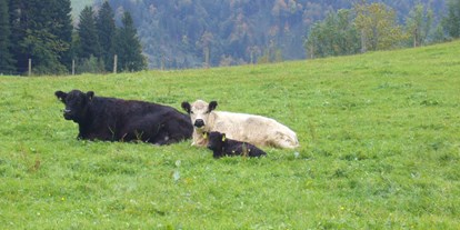 Urlaub auf dem Bauernhof - Tiere am Hof: Kühe - Oy-Mittelberg - Der AuszeitHof