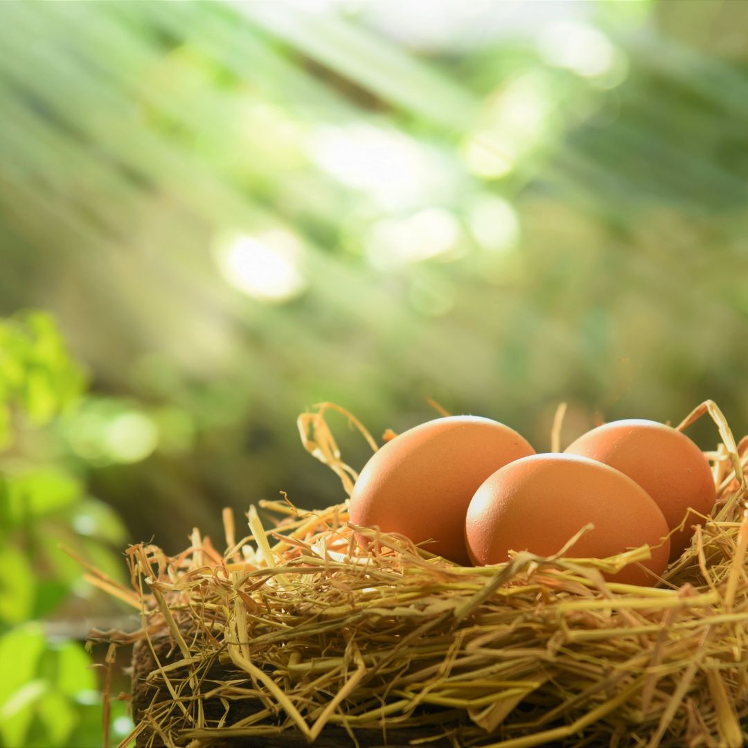 Ferien Bauernhof - Symbolbild für Urlaub auf einem Bauernhof - Magdalena Leeb