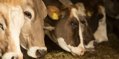 wakacje na farmie - Mithilfe beim: Tiere füttern - Kißlegg - Mockenhof