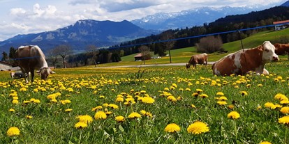 vacanza in fattoria - PLZ 87448 (Deutschland) - Kühe auf der Löwenzahnweide - Bergbauernhof Meßmang