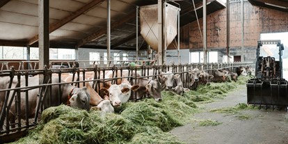 Urlaub auf dem Bauernhof - Tiere am Hof: Ponys - Allgäu - Im Kuhstall. - Biohof Stadler