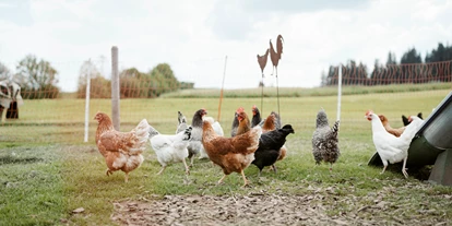 wakacje na farmie - Mithilfe beim: Tiere füttern - Kißlegg - Unsere Mischung verschiedenster Hühnerrassen. - Biohof Stadler